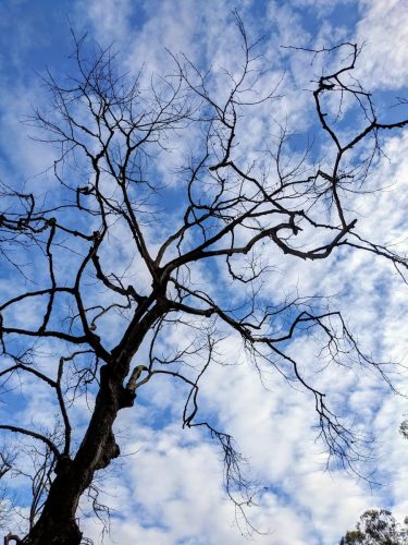 Barren Tree against Cloudy Sky