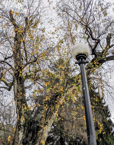Park in Seattle