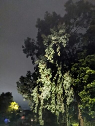 Tree at Night